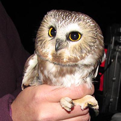 Surveys and Population Monitoring: Northern Saw-wet Owls - Biodiversity ...