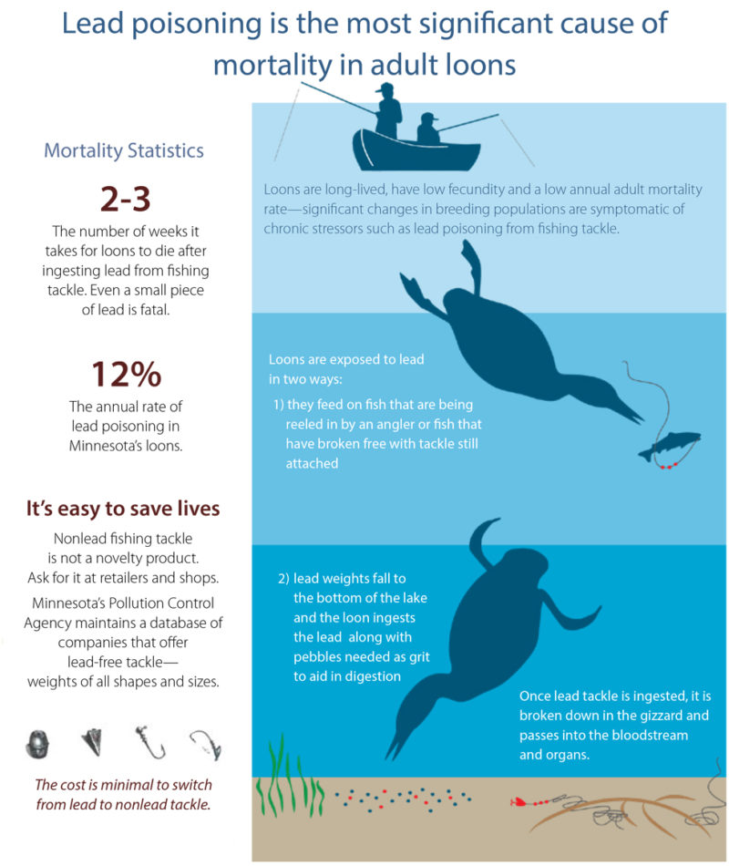 Minnesota Loons - Biodiversity Research Institute - Innovative Wildlife ...