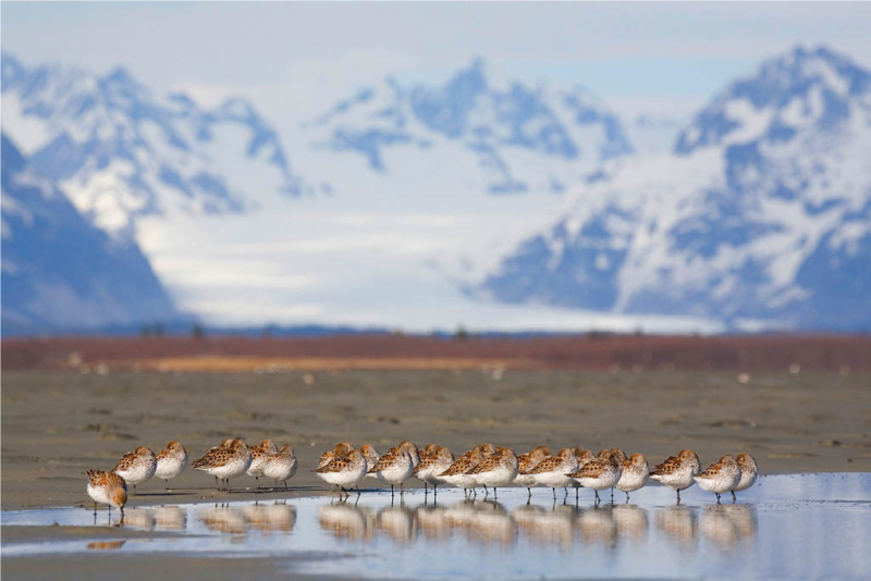 Shorebird Program Biodiversity Research Institute Innovative Wildlife Science Worldwide 6390