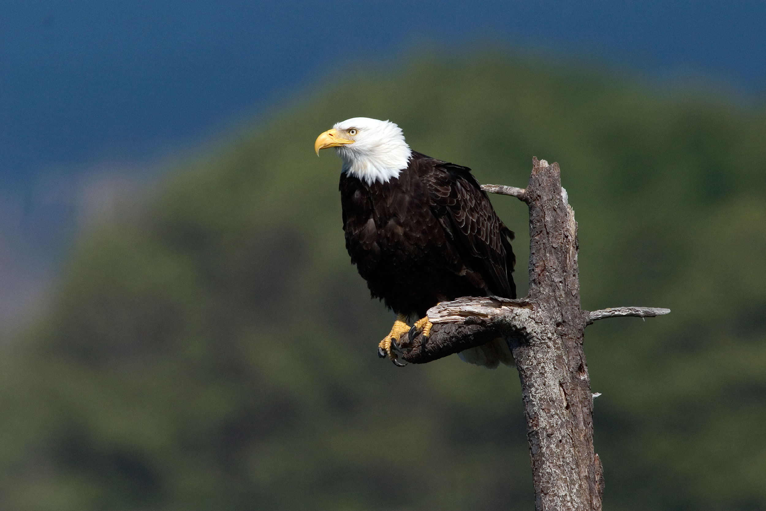 Gorham Bald Eagle-