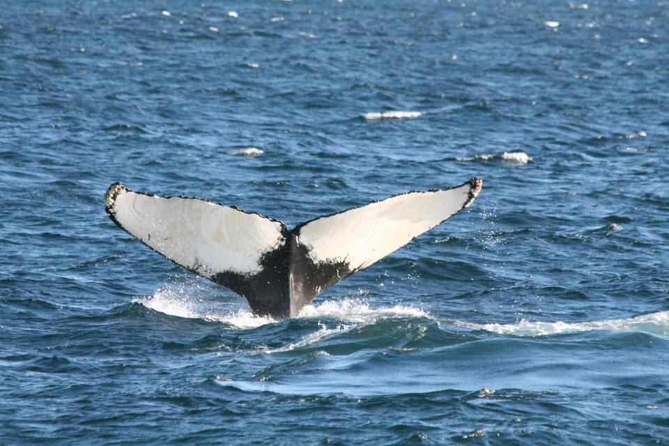 Marine Mammal Program - Biodiversity Research Institute - Innovative ...