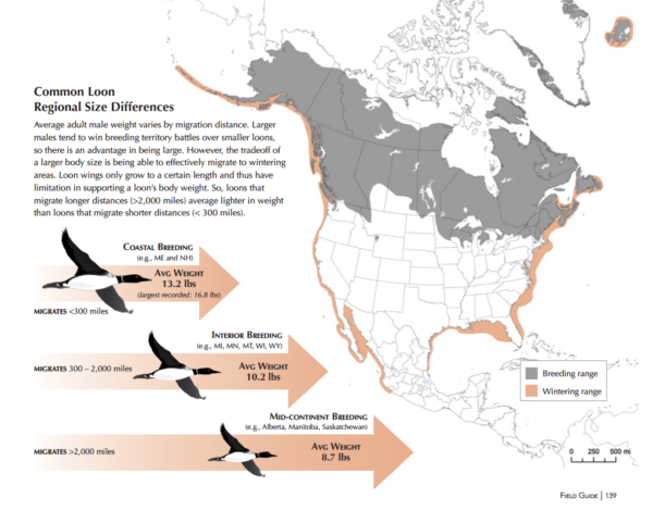 This graphic shows the differences between Common Loons that breed in different regions of North America.