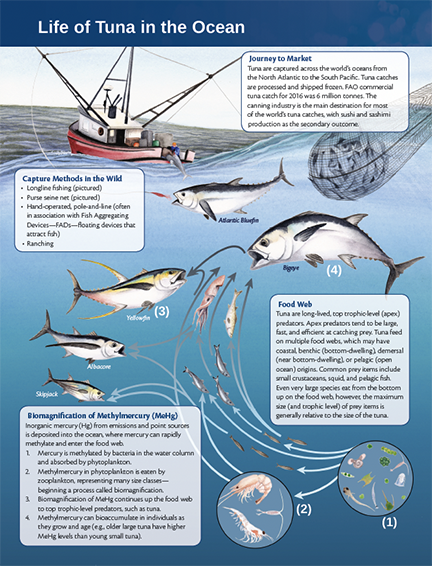 A popular food source around the world, tuna are important as bioindicators for mercury. This infographic shows why studying mercury in these fish are critical to human health.