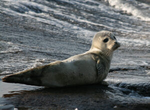 Newswise: harbor-seal-by-Julia_IMG_8289-300x220.jpg