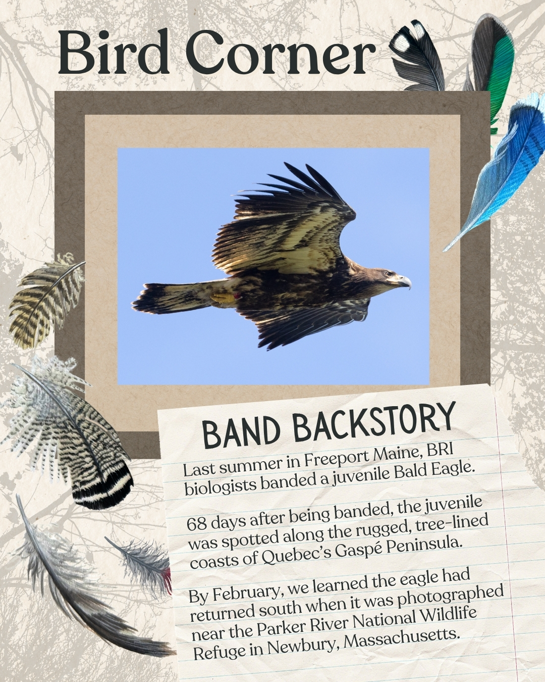 Raptor Program - Biodiversity Research Institute - Innovative